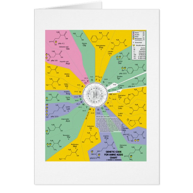 Genetischer Code für Aminosäuren (Diagramm-Rad) (Vorne)