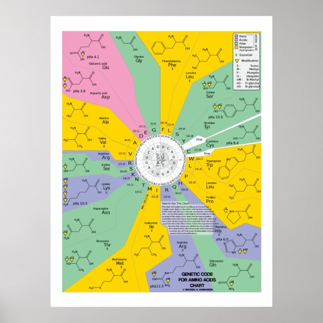 Genetischer Code für Aminosäuren (Diagramm Wheel) Poster (Vorne)