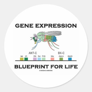 Genexpression-Plan für Lebenhomeobox-Gene Runder Aufkleber