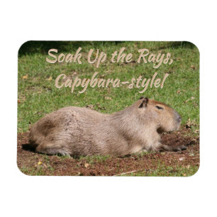 Genießen Sie die Rays im Capybara-Stil! Magnet