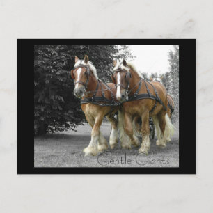 Gentle Giants Postcard Postkarte