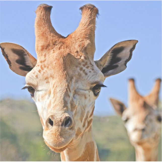 Gentle Giraffe steht vor einem Nahen Himmel Aufkleber (Vorderseite)