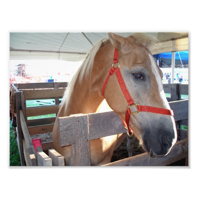Gentle Horse Fotodruck (Vorne)