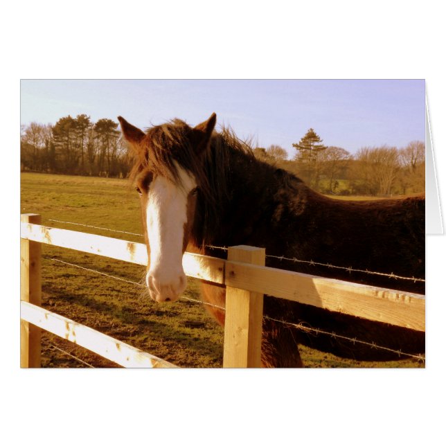 Gentle Horse White Blaze (Vorderseite (Horizontal))