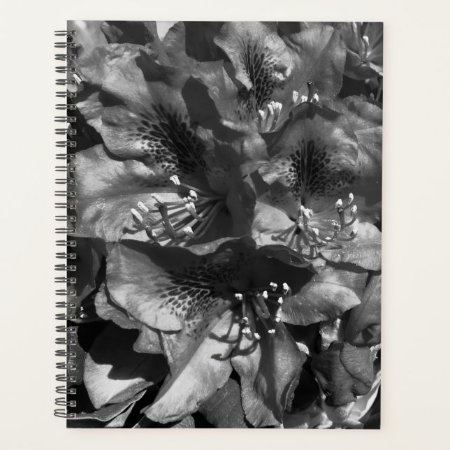 Gentle Lie Planer (Vorderseite)