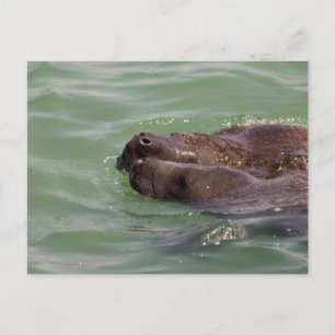 Gentle Liebe Postkarte