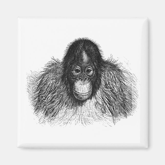 Gentle Orangutan Black and White Ape Zeichnend Magnet (Vorne)