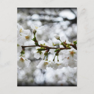 Gentle Purity Postkarte