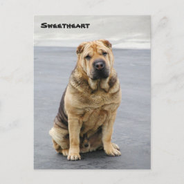 Gentle Shar Pei Post Card Postkarte