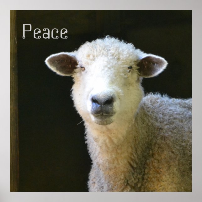 Gentle Sheep Poster (Vorne)