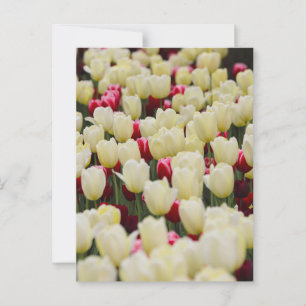 Gentle Spring Flowers Postkarte