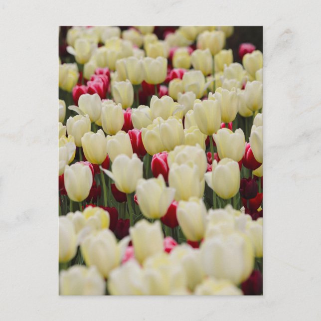 Gentle Spring Flowers Postkarte (Vorderseite)