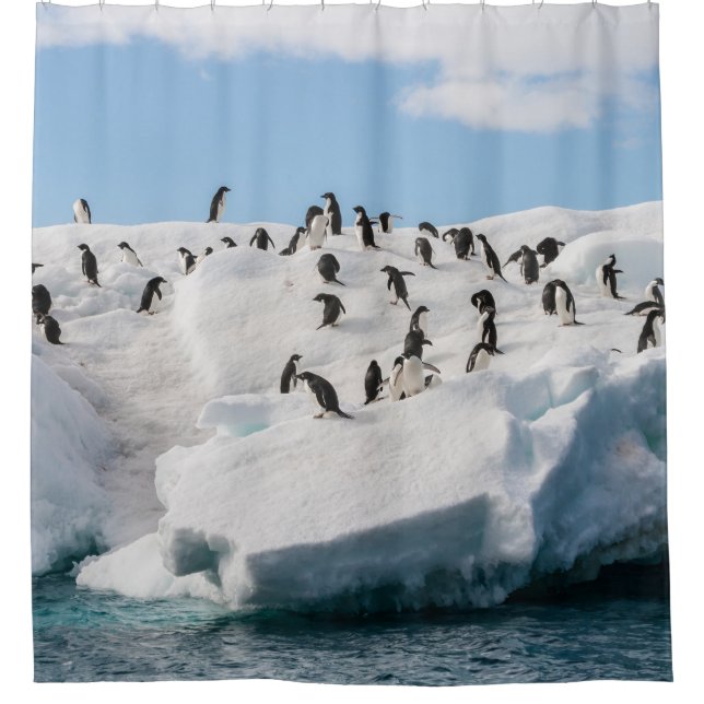 Gentoo Penguin Antarktis Iceberg Playtime Duschvorhang (Vorderseite)