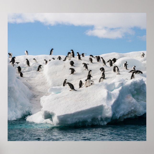 Gentoo Penguin Antarktis Iceberg Playtime Poster (Vorne)