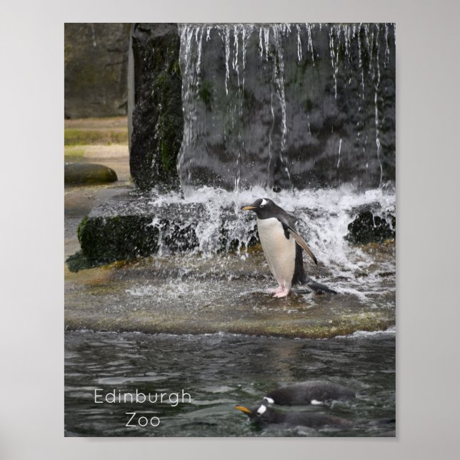Gentoo Penguin & Friends Edinburgh Zoo Schottland Poster (Vorne)