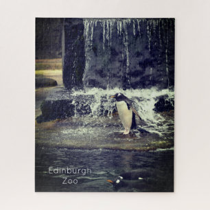 Gentoo Penguin & Friends Edinburgh Zoo Scotland Po