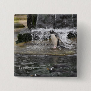 Gentoo Penguin & Friends Edinburgh Zoo Scotland Po Button