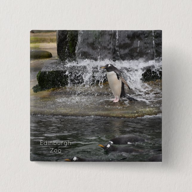 Gentoo Penguin & Friends Edinburgh Zoo Scotland Po Button (Vorderseite)