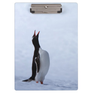 Gentoo penguin klemmbrett