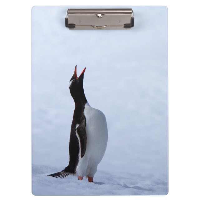 Gentoo penguin klemmbrett (Vorderseite)