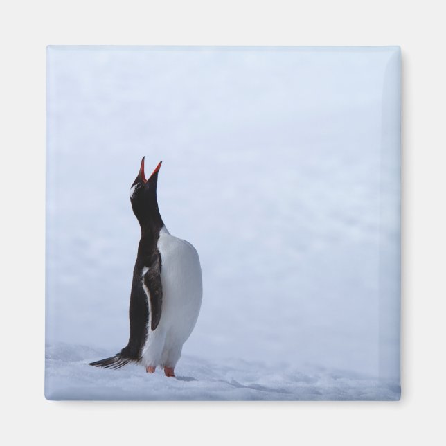 Gentoo penguin magnet (Vorne)