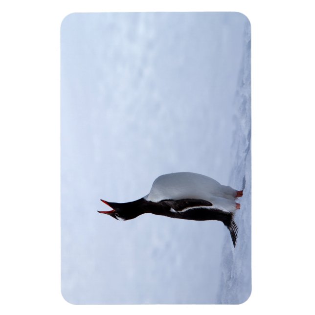 Gentoo penguin magnet (Vertikal)