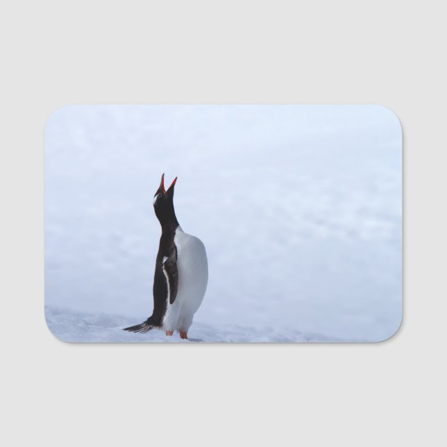 Gentoo penguin namensschild (Vorderseite)