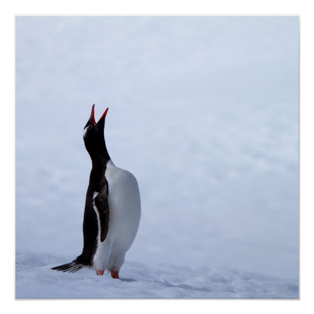 Gentoo penguin poster (Vorderseite)