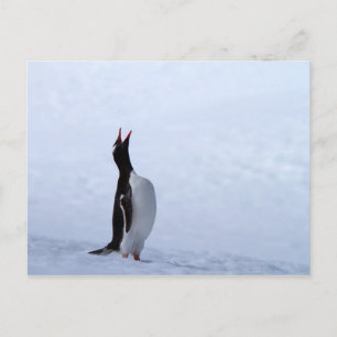 Gentoo penguin postkarte