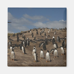 Gentoo Penguin (Pygoscelis papua) Kolonie im Weste Magnet