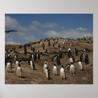 Gentoo Penguin (Pygoscelis papua) Kolonie im Weste