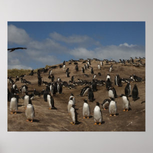 Gentoo Penguin (Pygoscelis papua) Kolonie im Weste Poster