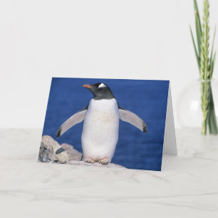 Gentoo Penguin Pygoscelis papua) Port Karte