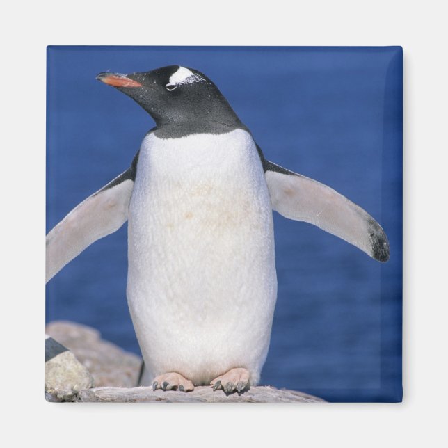 Gentoo Penguin Pygoscelis papua) Port Magnet (Vorne)