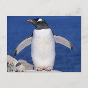Gentoo Penguin Pygoscelis papua) Port Postkarte