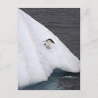 Gentoo penguin Pygoscelis papua) standing