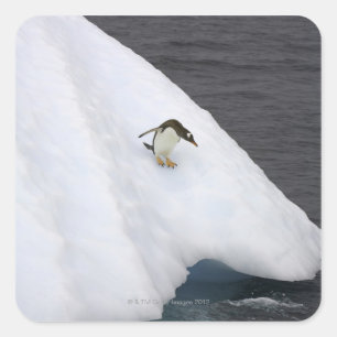 Gentoo penguin Pygoscelis papua) standing Quadratischer Aufkleber