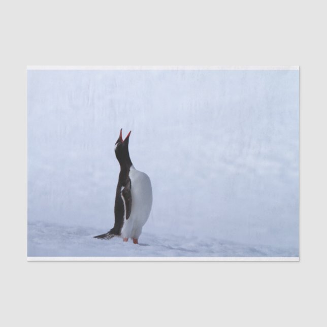 Gentoo penguin seidenpapier (Vorderseite)
