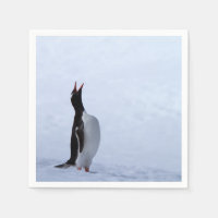 Gentoo penguin