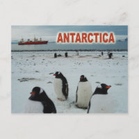 Gentoo Penguins, Antarktische Halbinsel