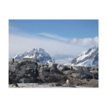 Gentoo penguins in Antarctica
