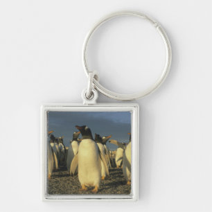 Gentoo Penguins, (Pygoscelis papua), Falkland Schlüsselanhänger