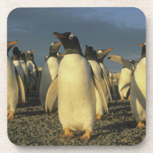 Gentoo Penguins, (Pygoscelis papua), Falkland Untersetzer