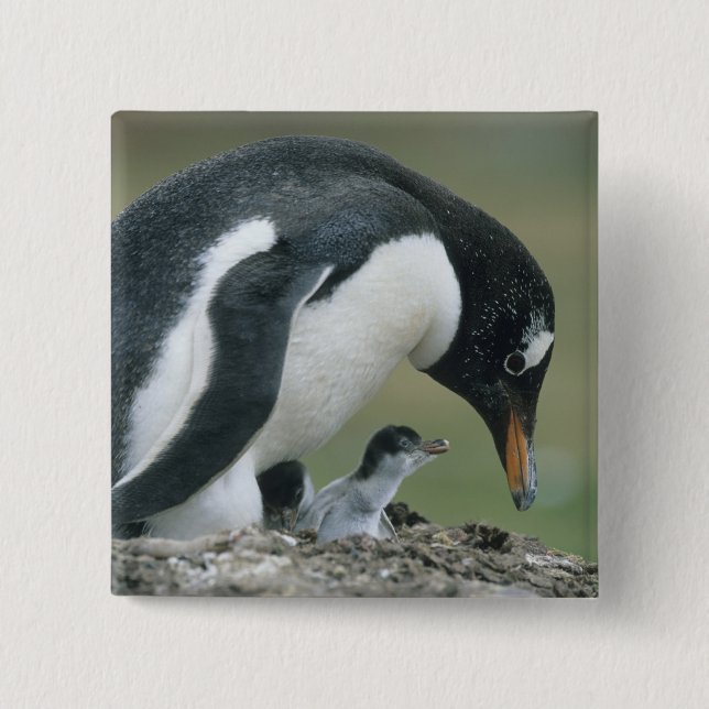 Gentoo Penuin, (Pygoscelis papua), Falkland Button (Vorderseite)
