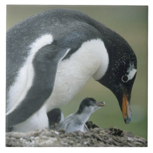Gentoo Penuin, (Pygoscelis papua), Falkland Fliese