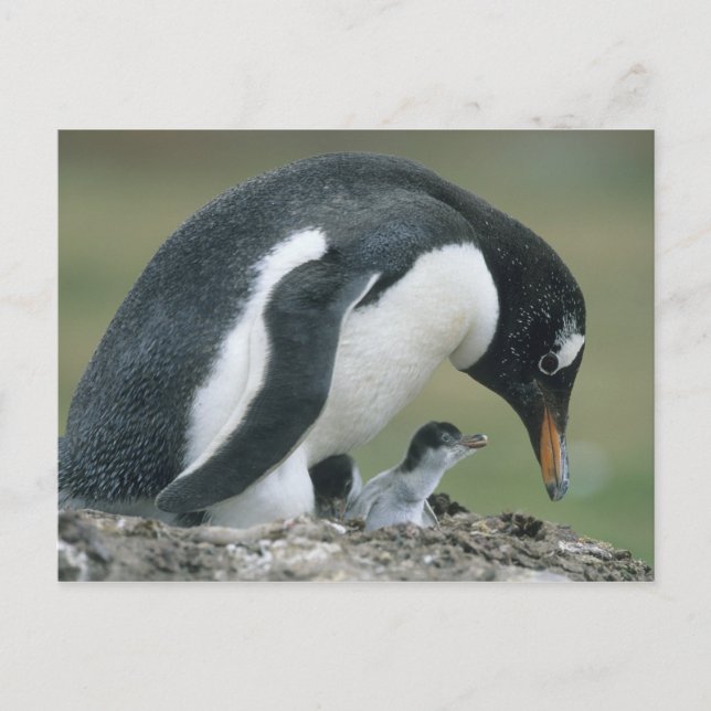 Gentoo Penuin, (Pygoscelis papua), Falkland Postkarte (Vorderseite)