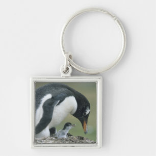 Gentoo Penuin, (Pygoscelis papua), Falkland Schlüsselanhänger
