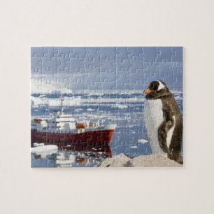 Gentoo Pinguin