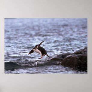 Gentoo Pinguin, der in Wasser springt Poster