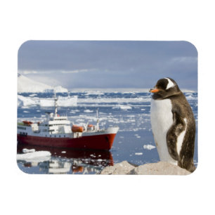 Gentoo Pinguin Magnet